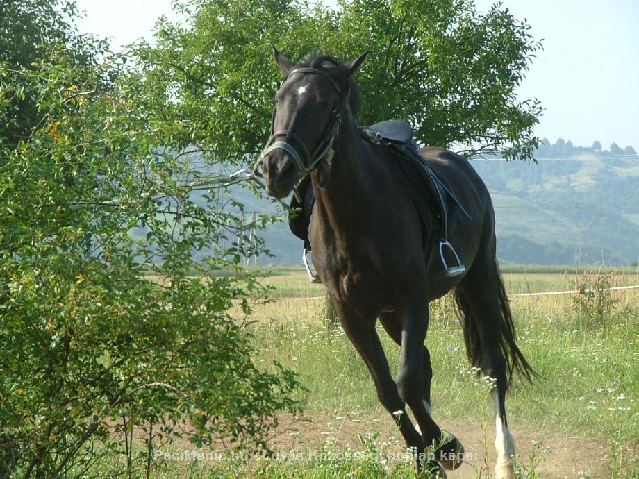 Eladó Lovat keres vagy kínál - lovas apró hirdetés