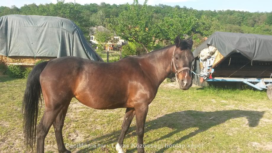 Eladó Eladó Reitpony / Arab ló - Eladó - Egerbakta ( Heves ) fotó 1