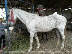 Eladó hobbi ló - arab félvér eladó - Eladó - Szeged ( Csongrád ) fotó