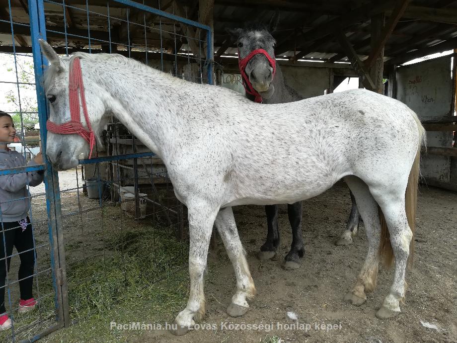 Eladó hobbi ló - arab félvér eladó - Eladó - Szeged ( Csongrád ) fotó 1