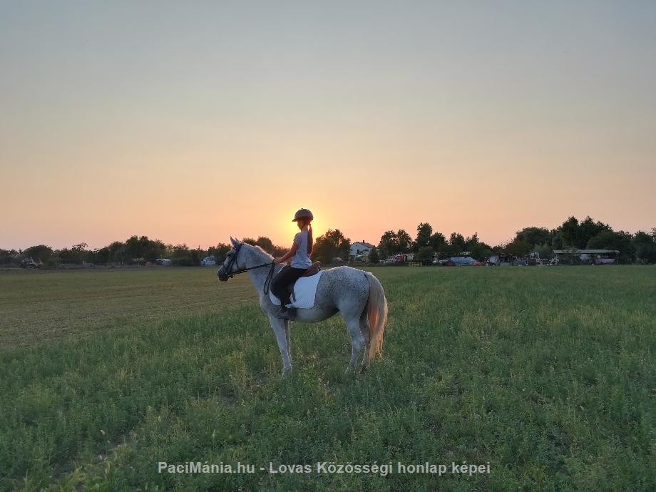 Eladó hobbi ló - arab félvér eladó - Eladó - Szeged ( Csongrád ) fotó 2