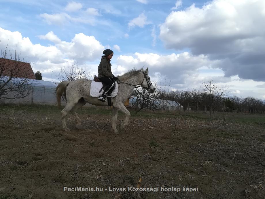 Eladó hobbi ló - arab félvér eladó - Eladó - Szeged ( Csongrád ) fotó 4