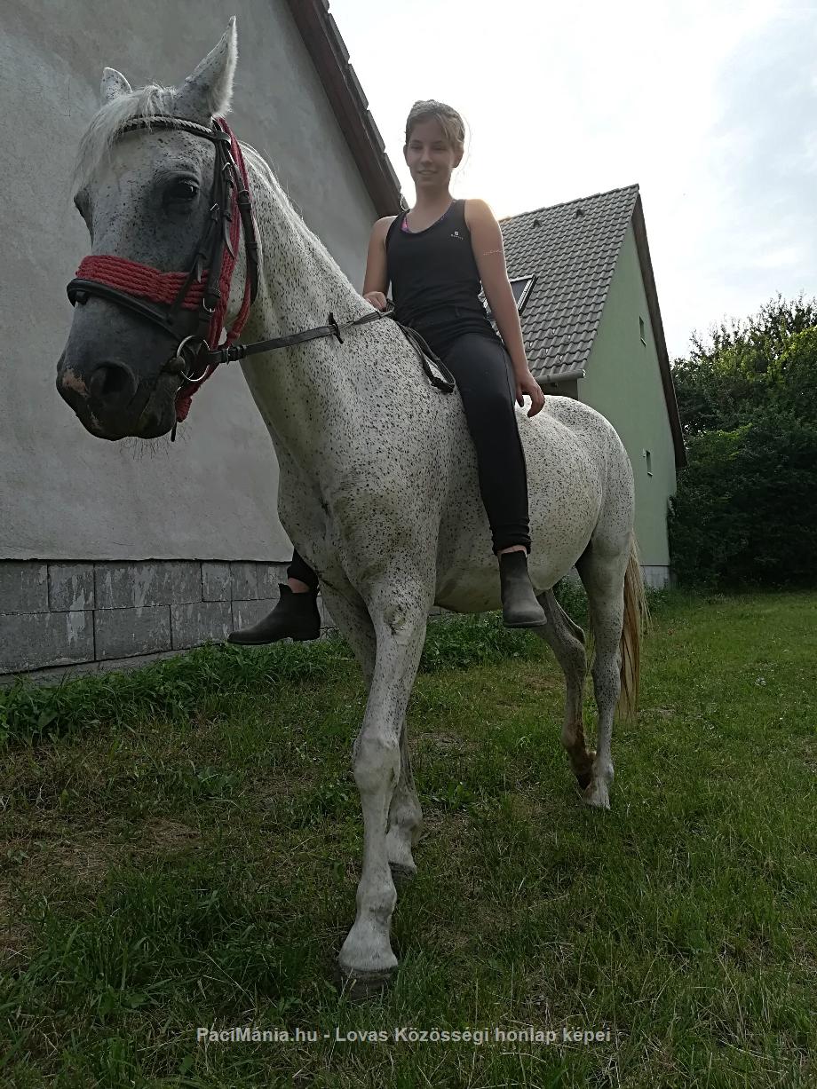 Eladó hobbi ló - arab félvér eladó - Eladó - Szeged ( Csongrád ) fotó 5