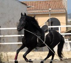 Eladó Ismerje meg a Boomer, a Dressage Partner for Life ~ -ot - Eladó - Somogy ( Somogy ) fotó