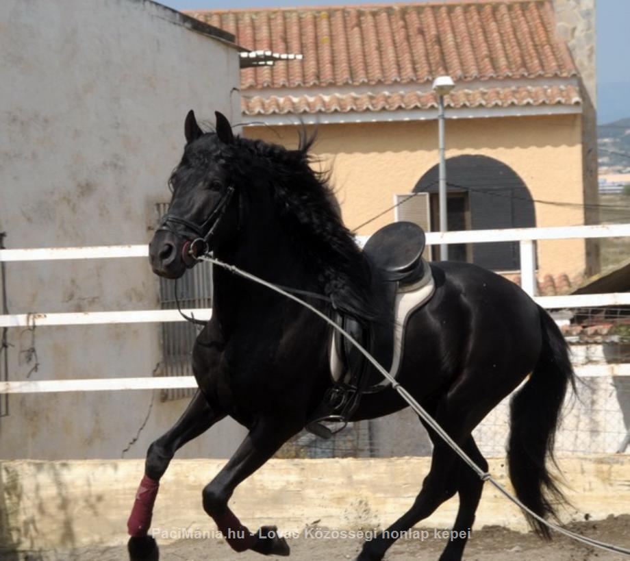 Eladó Ismerje meg a Boomer, a Dressage Partner for Life ~ -ot - Eladó - Somogy ( Somogy ) fotó 1