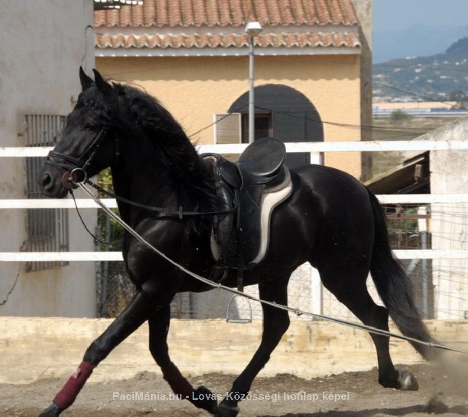 Eladó Ismerje meg a Boomer, a Dressage Partner for Life ~ -ot