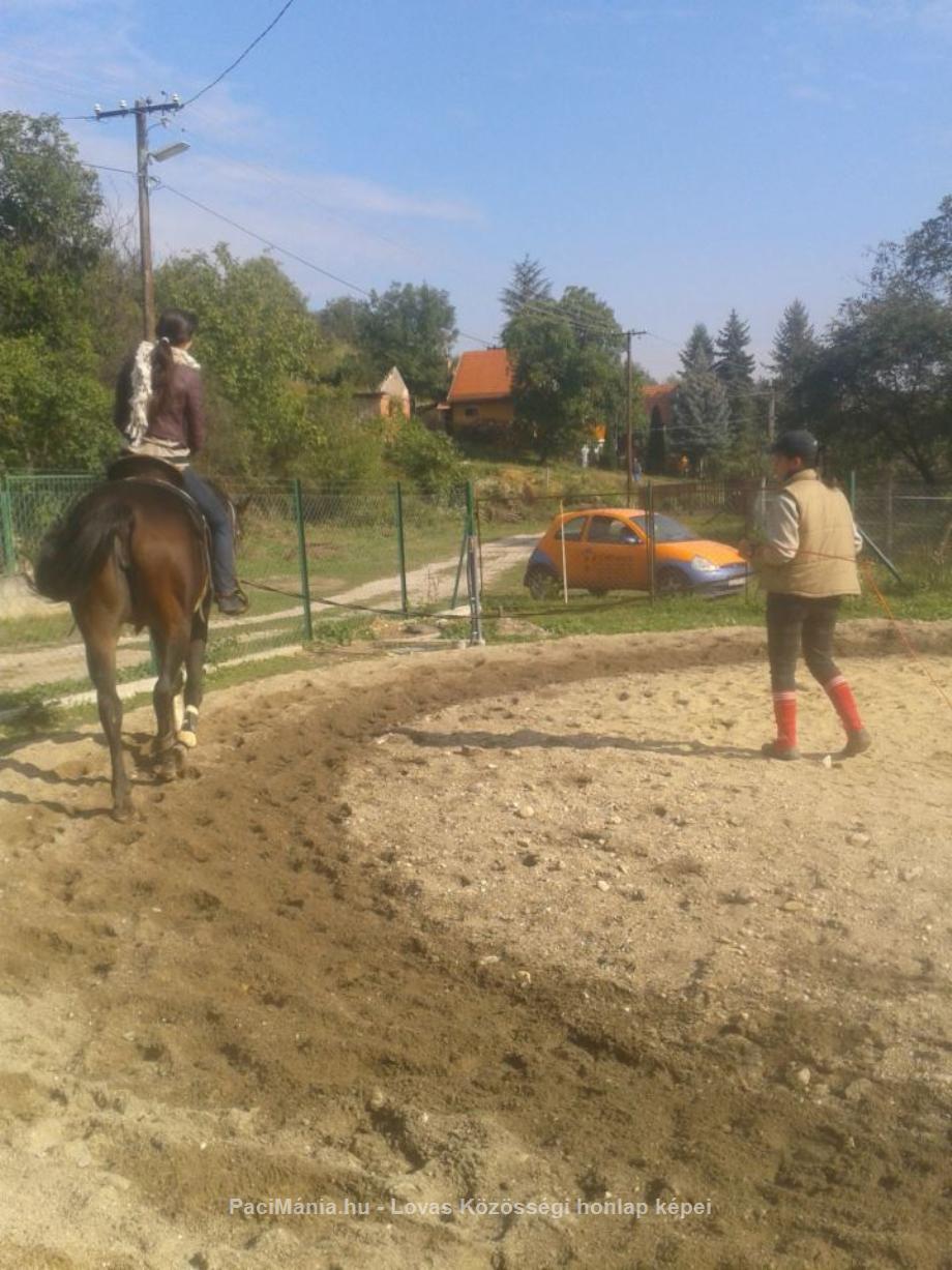 Eladó Miskolcon lovasoktatás - Eladó - Miskolc ( Borsod-Abaúj-Zemplén ) fotó 2