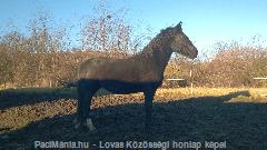 Vacak paci - ló portré : Horse Photo