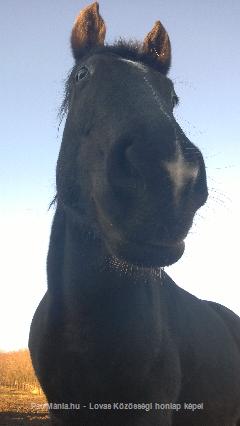 Vacak paci - ló portré 2 : Horse Photo
