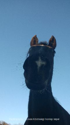 Vacak paci - ló portré 3 : Horse Photo