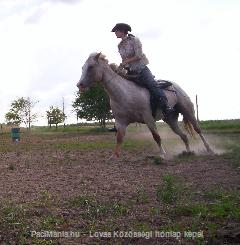 kantár nélkül vágtázom : Horse Photo