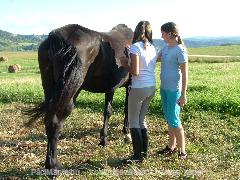 Fruzsival : Horse Photo