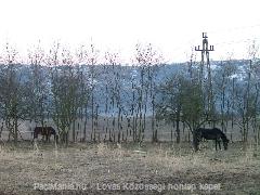 Mancsos Vacak paci orr:) : Horse Photo
