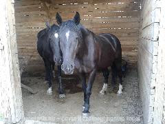 PaciMánia.hu lovas kép : Horse Photo