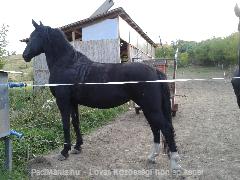 Szobor pacii:) : Horse Photo