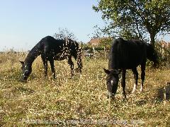 Vacak & Fruzsi : Horse Photo