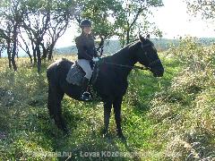 Terepen(L) : Horse Photo