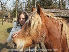 Nyíregyházi-Kedves-Paci(L) : Horse Photo