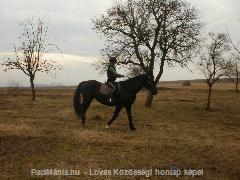 Lovaglás az Orsi Paci-udvarban : Horse Photo