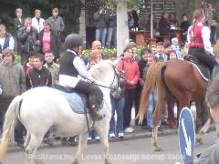 Tokaj Szüreti : Horse Photo