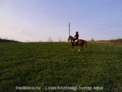 Kincsemmel =) : Horse Photo