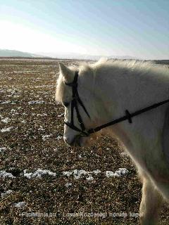 Kefír (: : Horse Photo