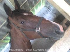 Csillag : Horse Photo