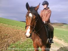 Terepre menet :) : Horse Photo