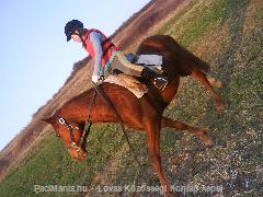 Kincsemmel (: : Horse Photo