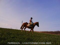 Kincsemmel (: : Horse Photo