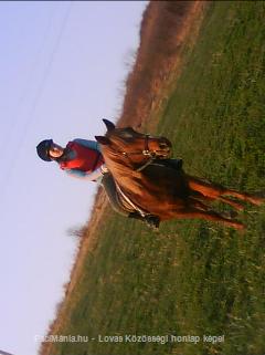 Kincsemmel (: : Horse Photo