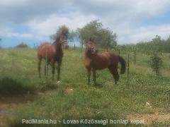 Csillag és Fecske pacim :) : Horse Photo